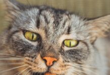 Limit Treats in Your Cat’s Diet