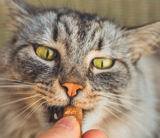Limit Treats in Your Cat’s Diet