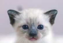 Feline Vestibular Syndrome