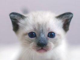 Feline Vestibular Syndrome