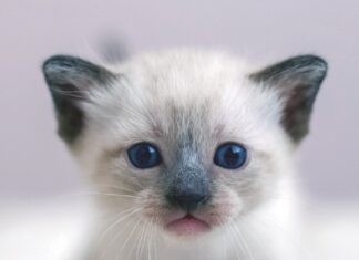 Feline Vestibular Syndrome