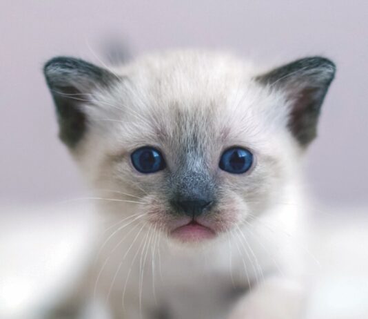Feline Vestibular Syndrome