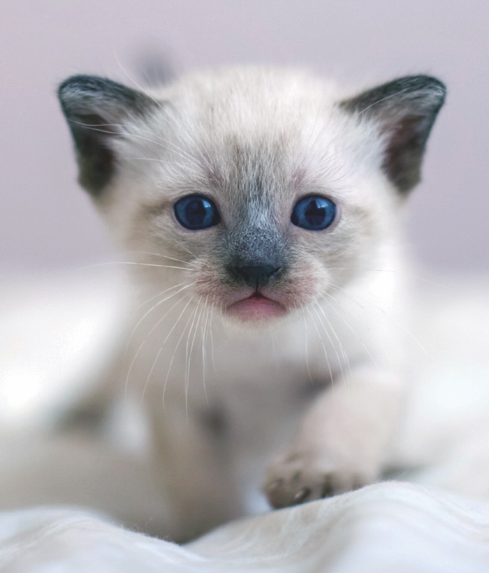 Portrait of a little Siamese or Thai kitten looking with blue eyes straight at the camera and walking.