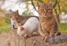 (Still) Common Feline Viruses