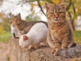 (Still) Common Feline Viruses