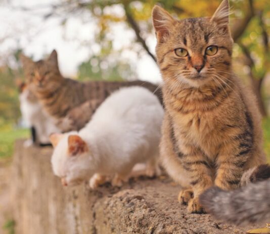 (Still) Common Feline Viruses
