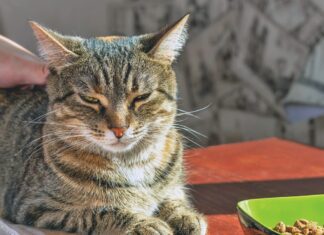 Appetite Stimulants Can Help