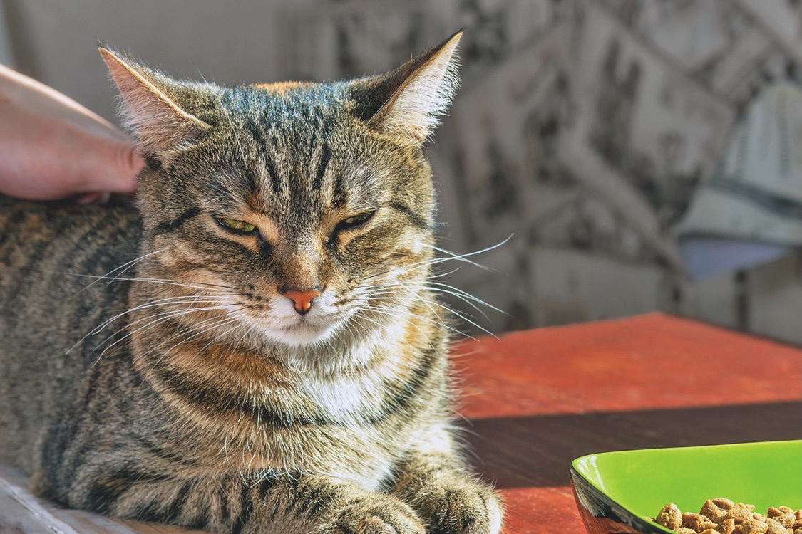 An ordinary gray striped cat is lying on its paws. Someone is stroking her with his hand.