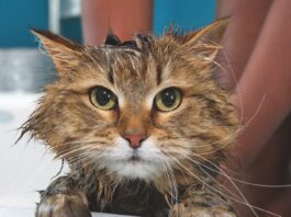 The Feline Bath Battle