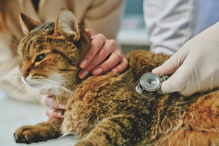 Congestive Heart Failure