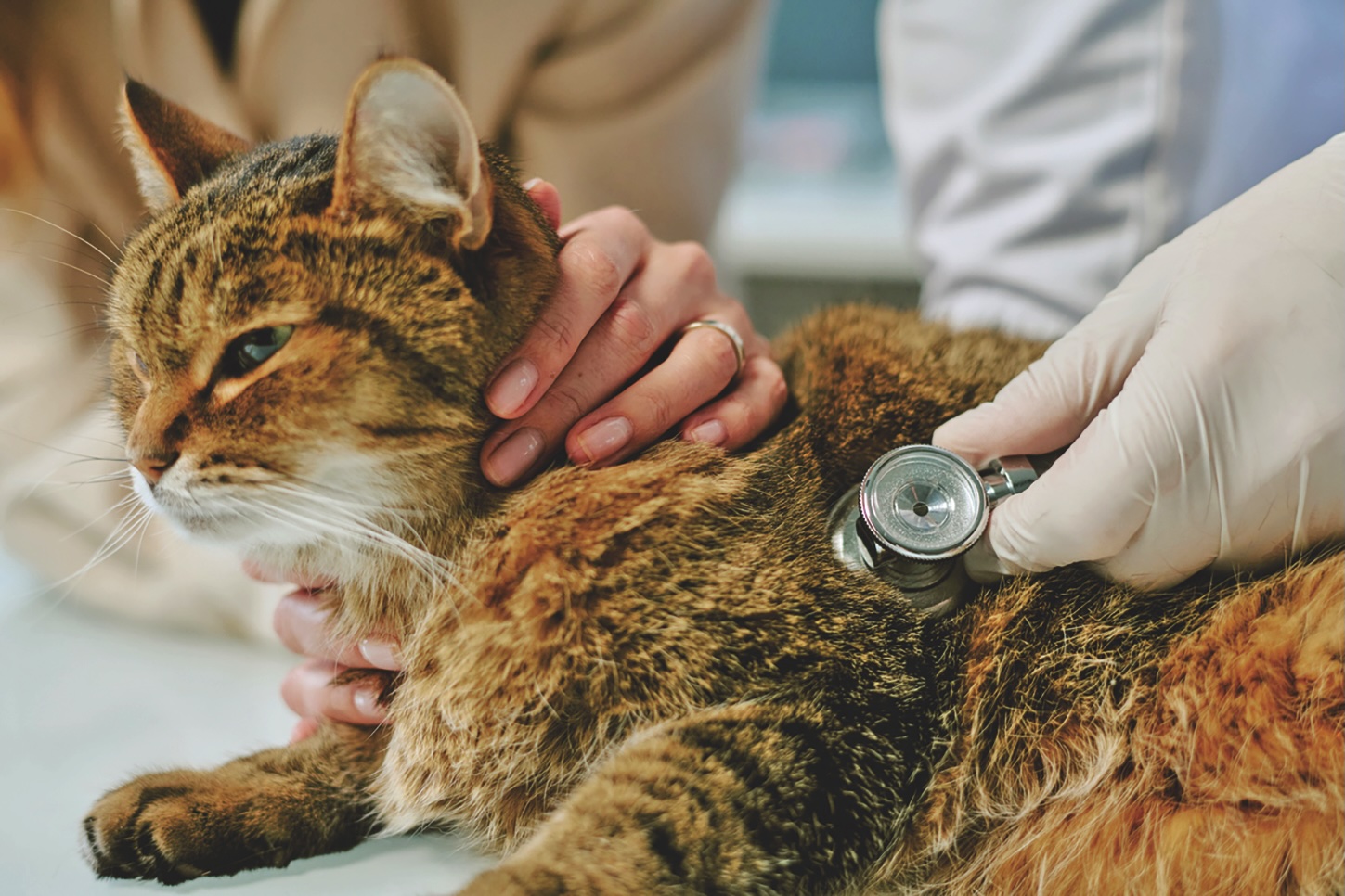 Veterinarian Checking Cat with Stethoscope on Exam Table