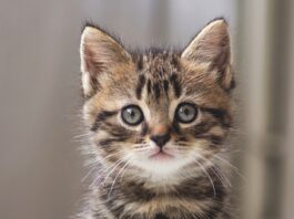The Complex World Of Feline Sexual Behavior - Catwatch Newsletter