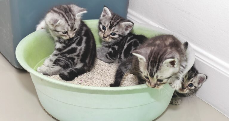Kittens with Rectal Prolapse