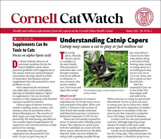 Download the Full February 2026 Issue PDF