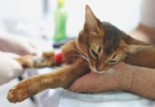 Chronic Kidney Disease