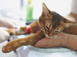 Chronic Kidney Disease