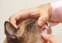 The Feline Dental Exam