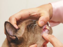 The Feline Dental Exam