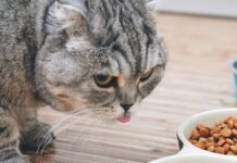 Say Yes to a Prescription Diet