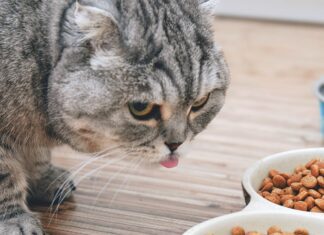 Say Yes to a Prescription Diet