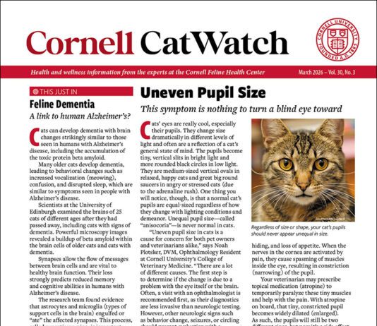 Download the Full March 2026 Issue PDF