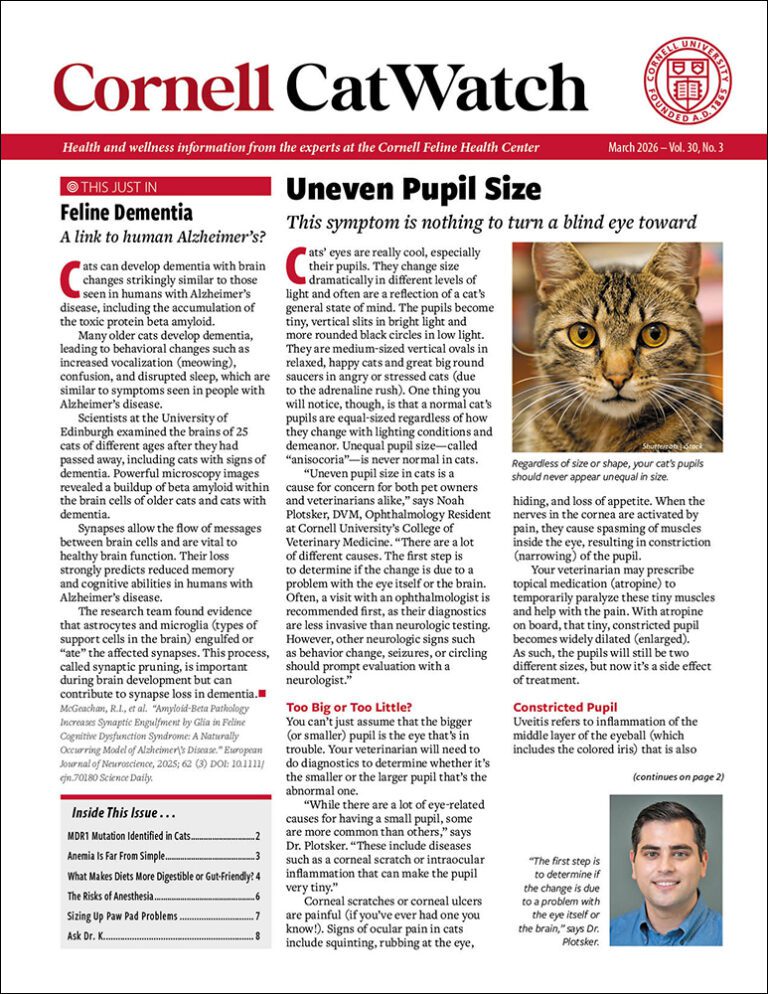 Download the Full March 2026 Issue PDF