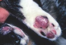 Sizing Up Paw Pad Problems