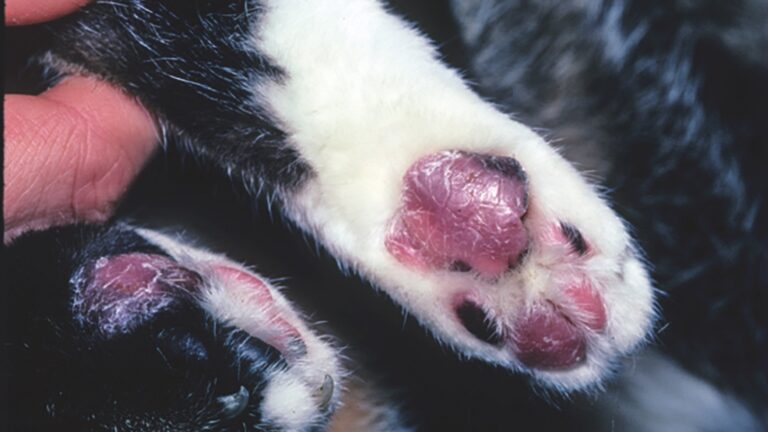 Sizing Up Paw Pad Problems