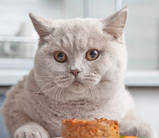 What Makes a Diet More Digestible or Gut-Friendly?