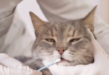 MDR1 Mutation Identified in Cats