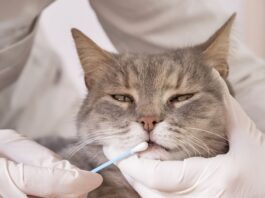 MDR1 Mutation Identified in Cats