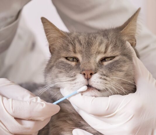 MDR1 Mutation Identified in Cats