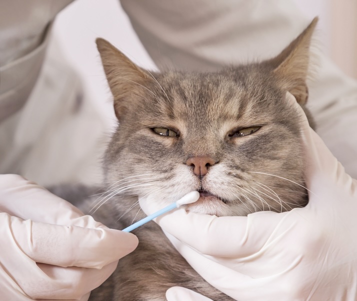 Vet taking a cat's swab