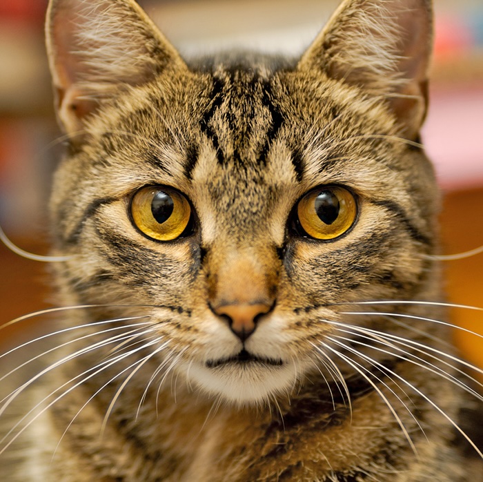 Gray tabby cat playing