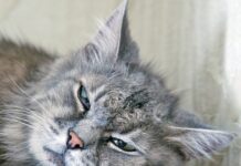 Anemia Is Far From Simple