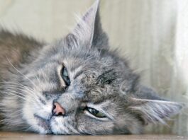 Anemia Is Far From Simple