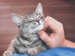 Cause of Excessive Purring