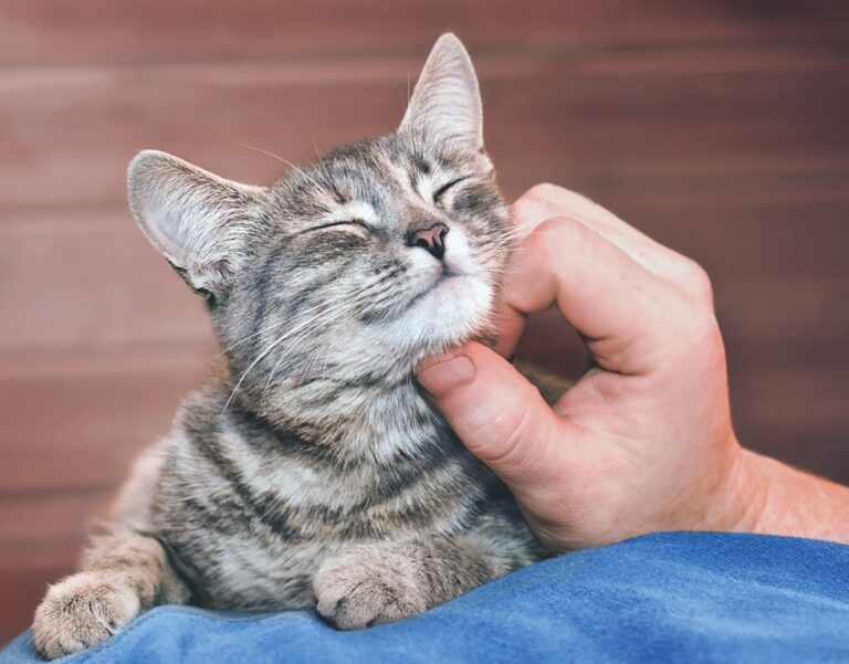 Cause of Excessive Purring