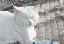 Study Improves Understanding of Pyothorax