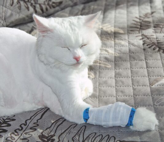 Study Improves Understanding of Pyothorax