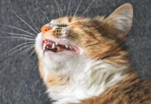 “Sniffles” Can Be Contagious