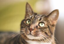 Excessive Purring in Cats