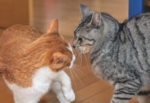 Help! My Senior Cat Is a Bully!