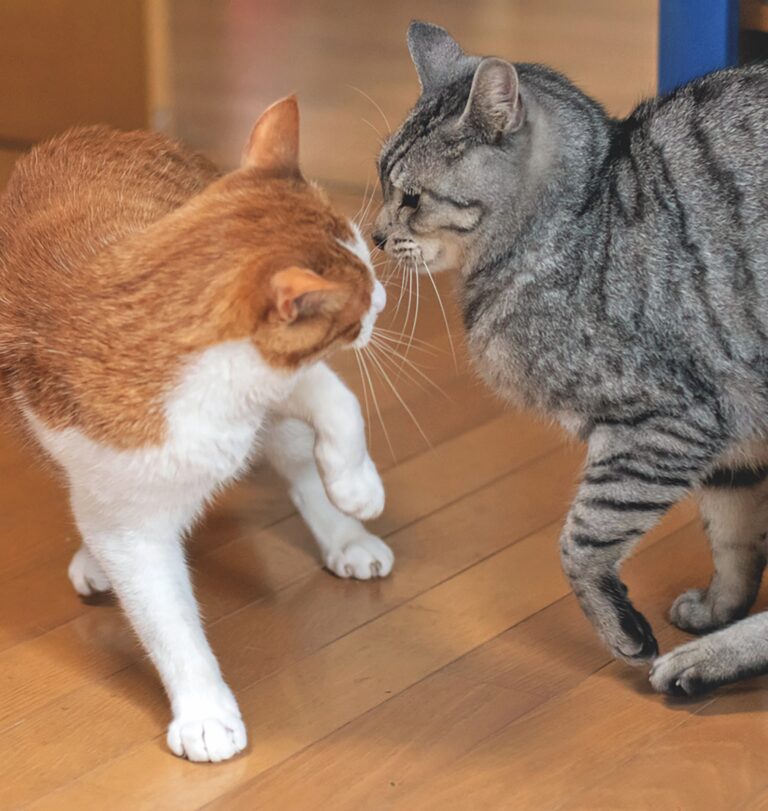 Help! My Senior Cat Is a Bully!