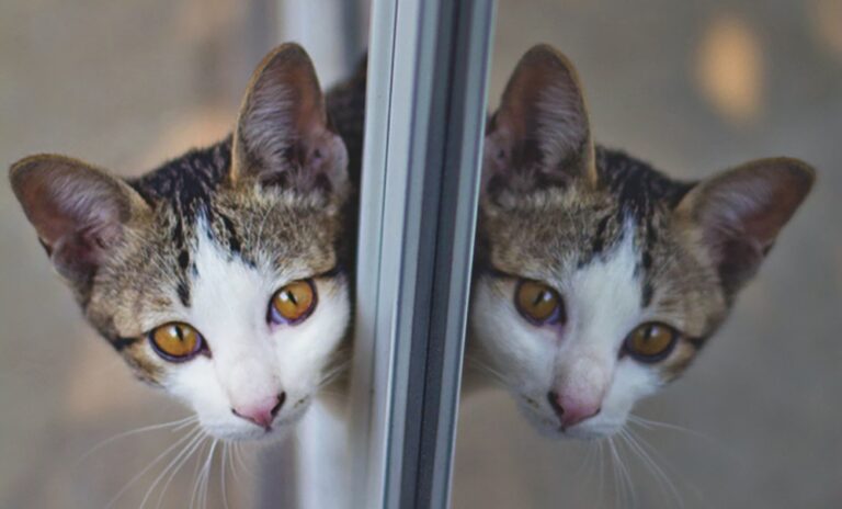 Does Cloning Really Work?