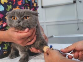 How to Survive IBD in Cats