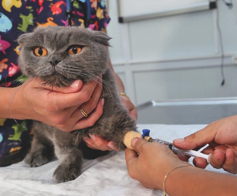 How to Survive IBD in Cats
