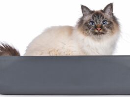 Feline Idiopathic Cystitis Care