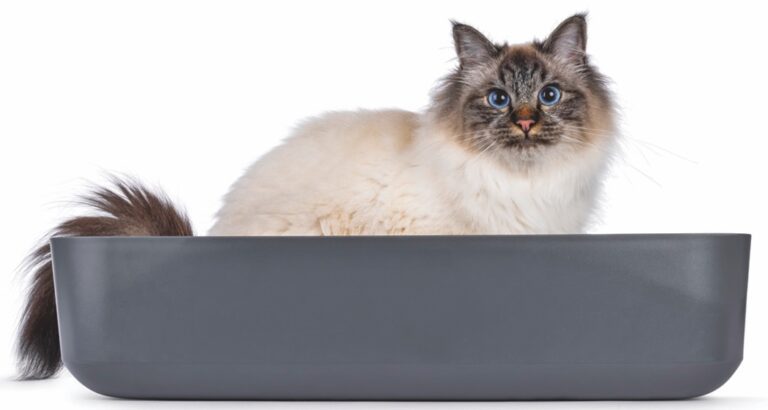Feline Idiopathic Cystitis Care