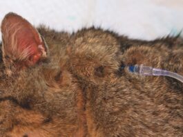 How to Give Your Cat Fluids